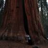 Abraçando uma gigantesca sequoia no Sequoia National Park, na Califórnia - EUA